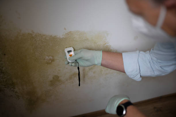 Best Attic Mold Removal  in Banner Elk, NC