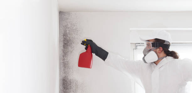 Banner Elk, NC Mold Removal Company