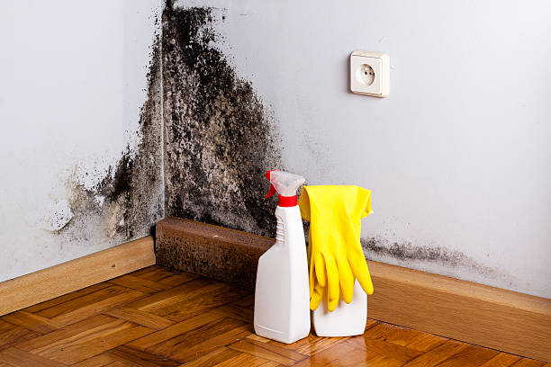 Best Mold Cleaning Services  in Banner Elk, NC
